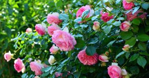 Rosebushes | Fox Lexus of El Paso in El Paso, TX