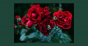 Roses | Fox Lexus of El Paso in El Paso, TX